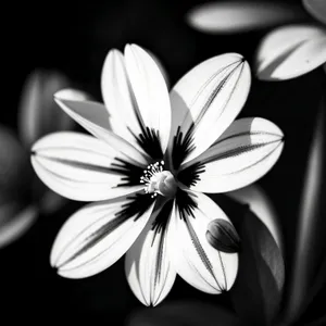 Daisy Blossom in a Summer Garden