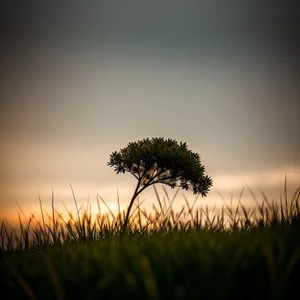 Radiant Meadows: Sunlit Landscape with Sunny Skies and Lush Grass