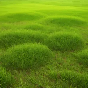 Vibrant Summer Meadow with Lush Green Grass