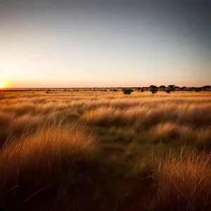 Golden Sunset Over Rural Landscape