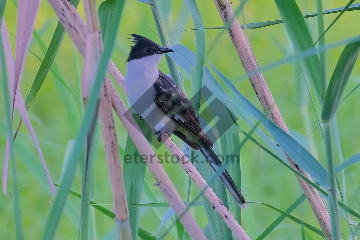 Picture of Black Jay Bird with Bold Wing Feathers