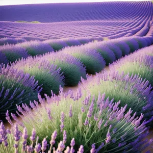 Blooming Lavender Shrub in Colorful Countryside Landscape