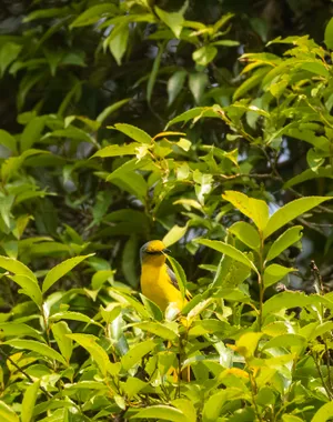 Ripe orange fruit on citrus tree branch with toucan.