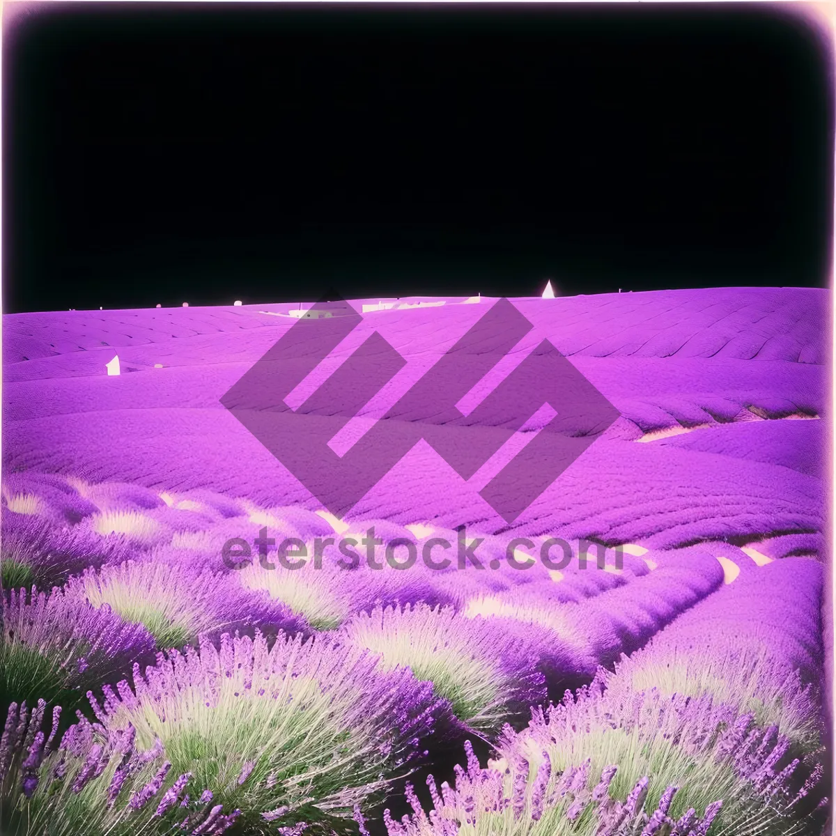 Picture of Lavender Field Bliss