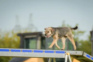 Border Terrier Hunting Squirrel in the Wild