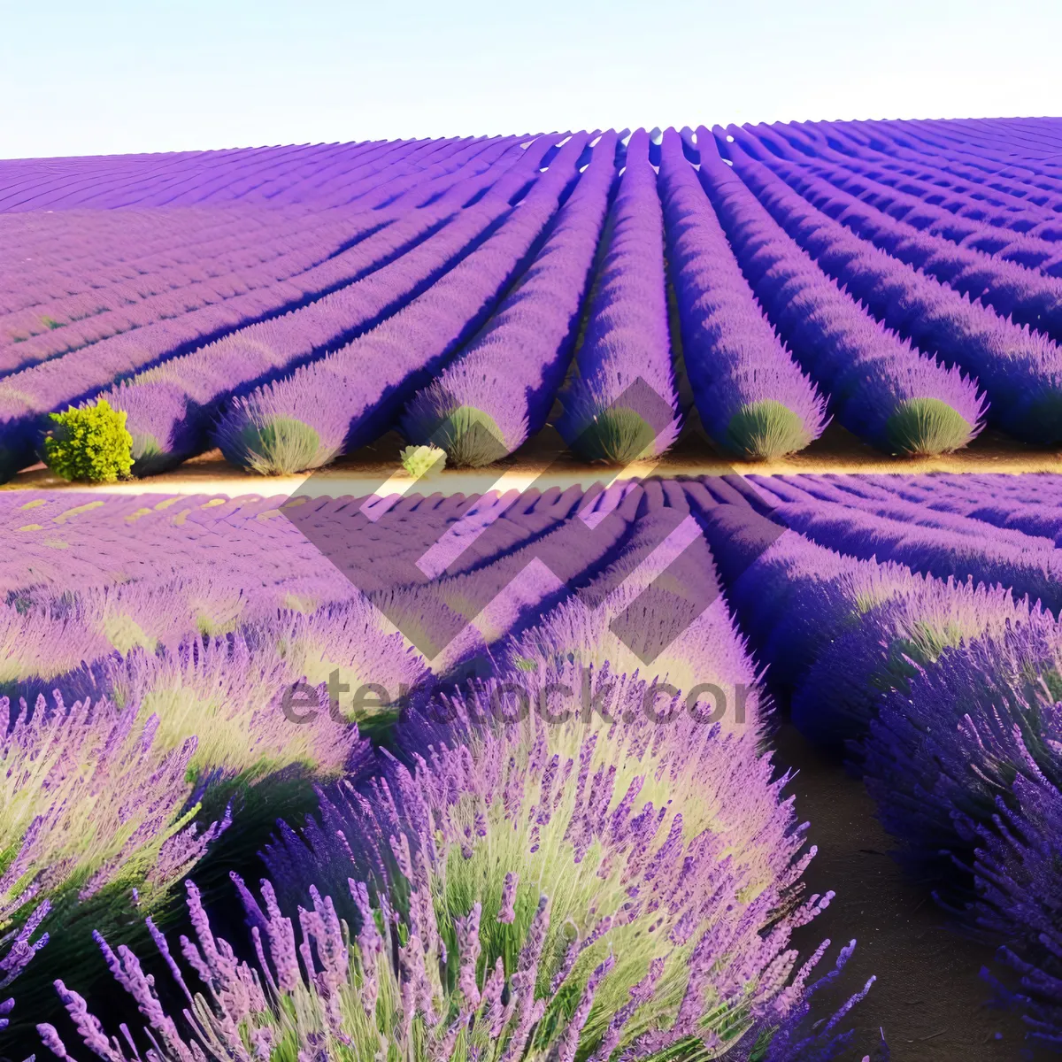 Picture of Vibrant Lavender Field with Patterned Lines