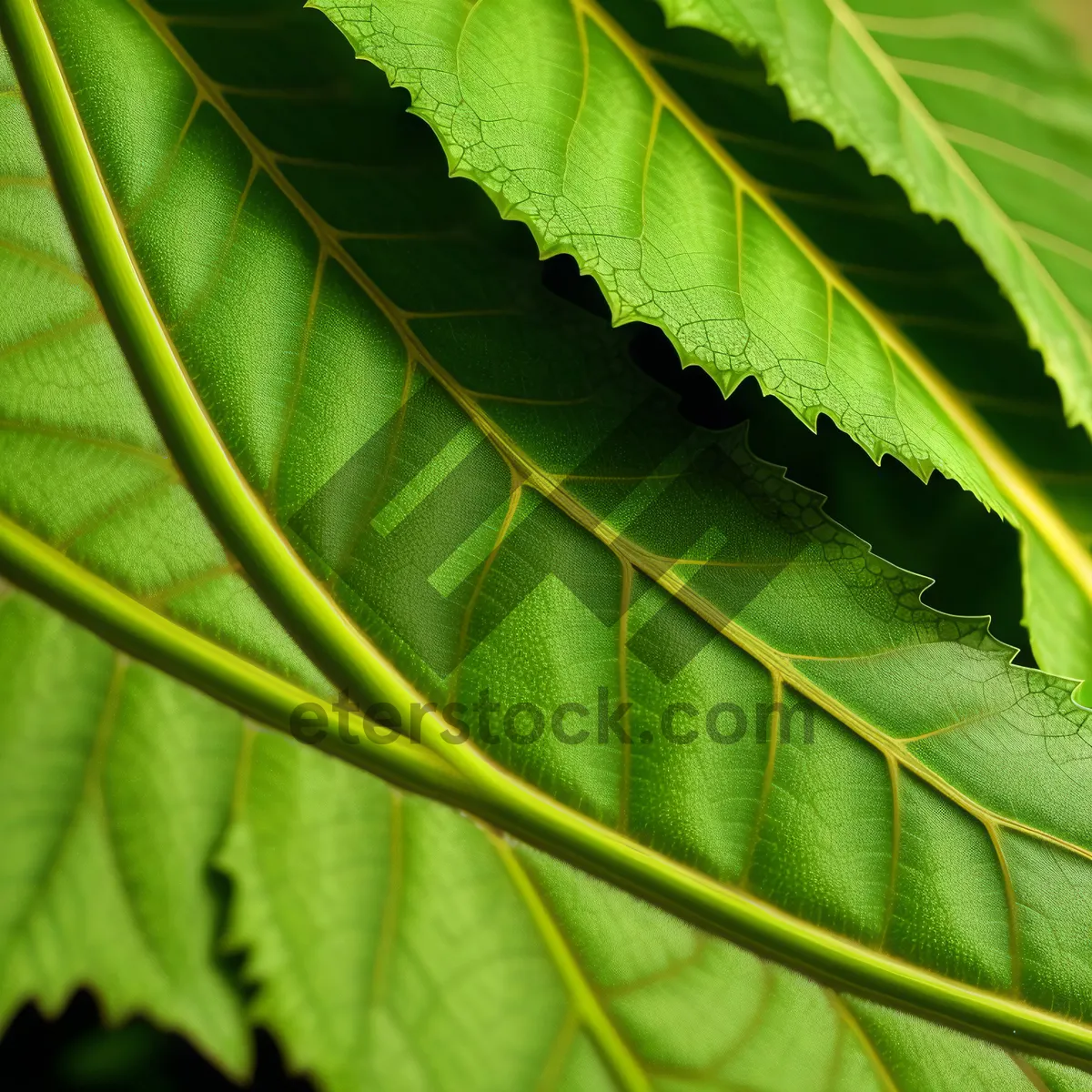Picture of Vibrant Summer Forest Leaves: Tropical Flora Texture