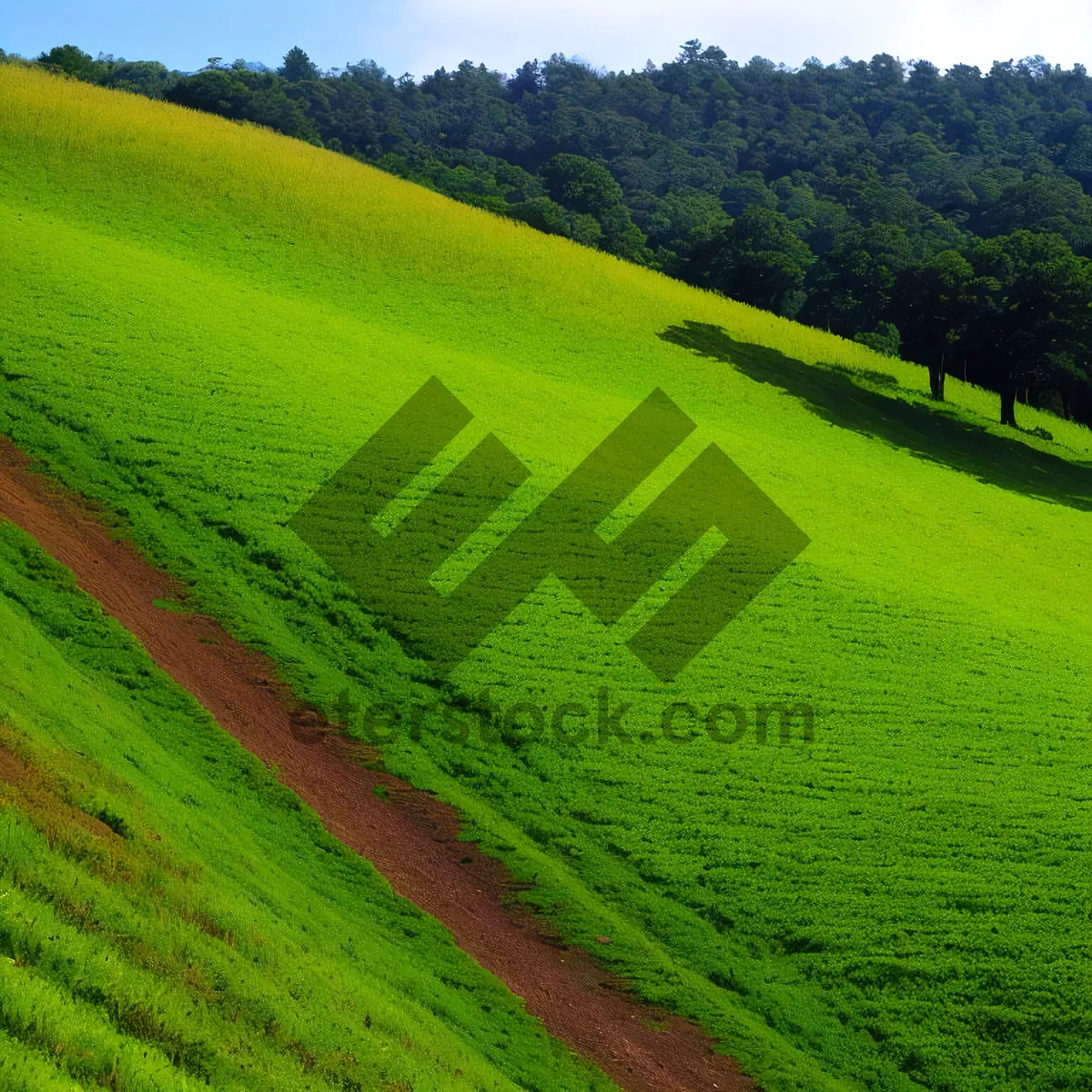 Picture of Sunlit Rice Field with Lush Landscape