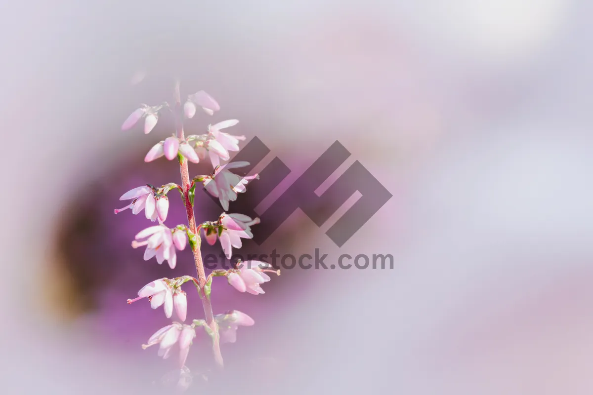 Picture of Pink maple branch with blooming flowers in garden.