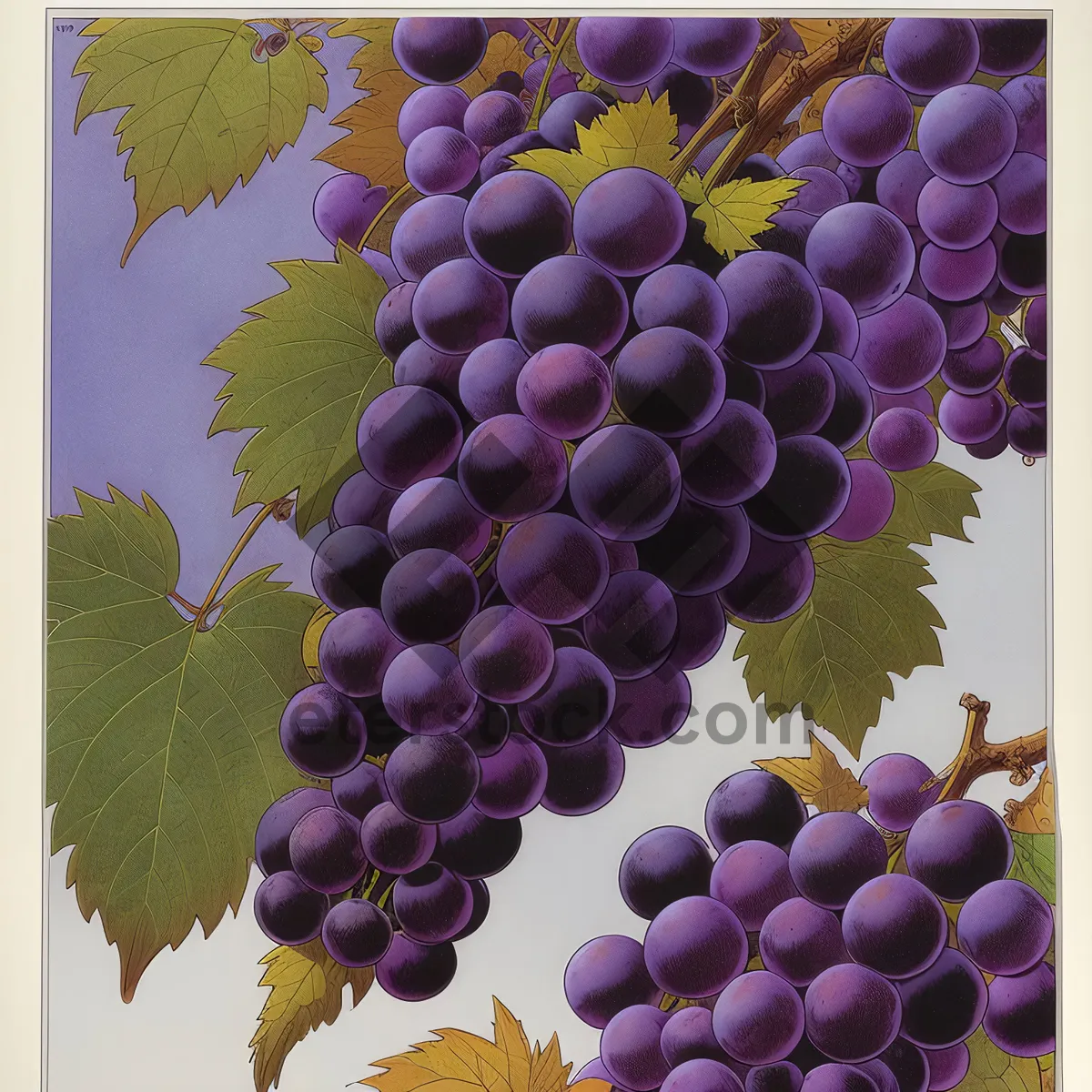 Picture of Juicy Autumn Grapes in Vineyard Harvest