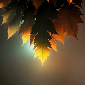 Golden Maple Leaf in Autumn Forest