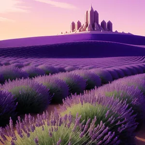 Colorful Night Sky with Fireworks and Lavender Field