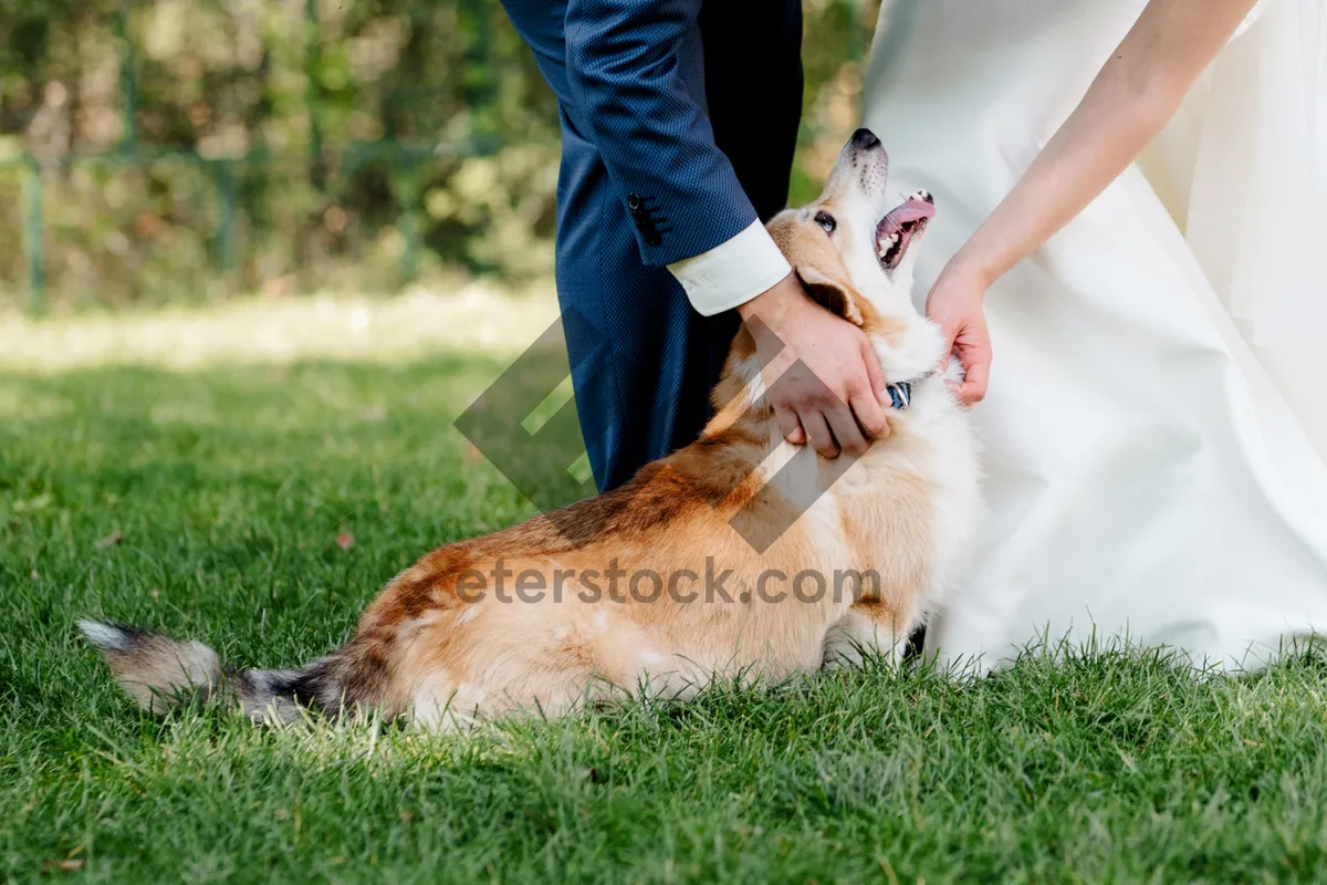 Picture of Cute brown Cardigan Corgi playing in grass.