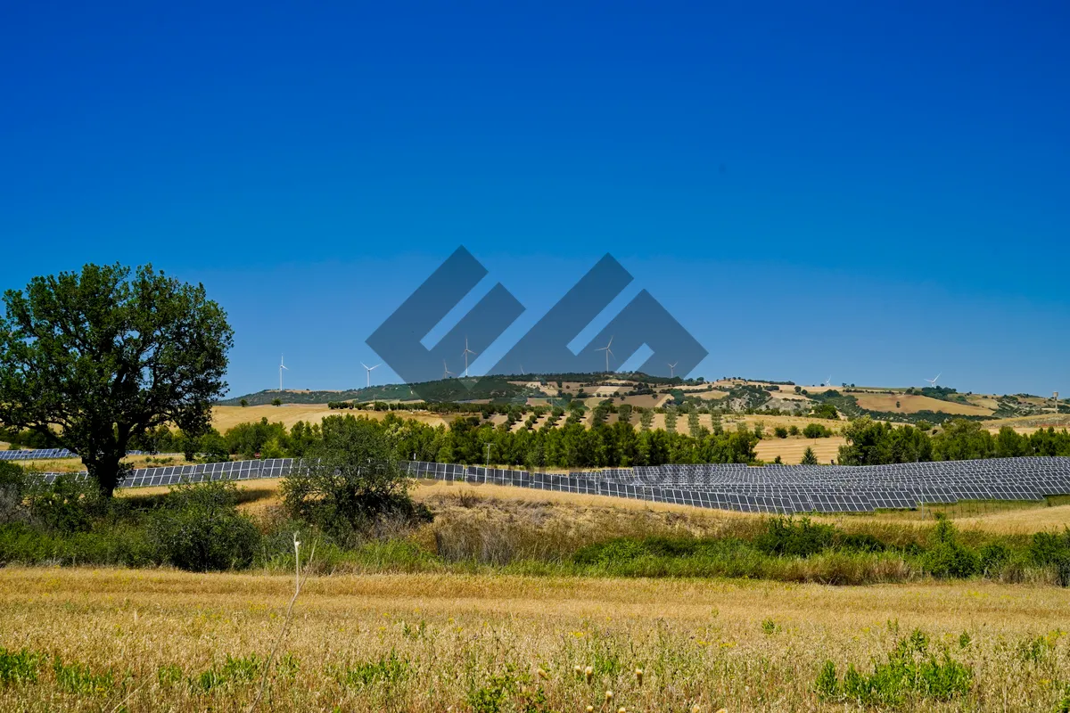 Picture of Summer landscape with tree and fence in a rural setting.