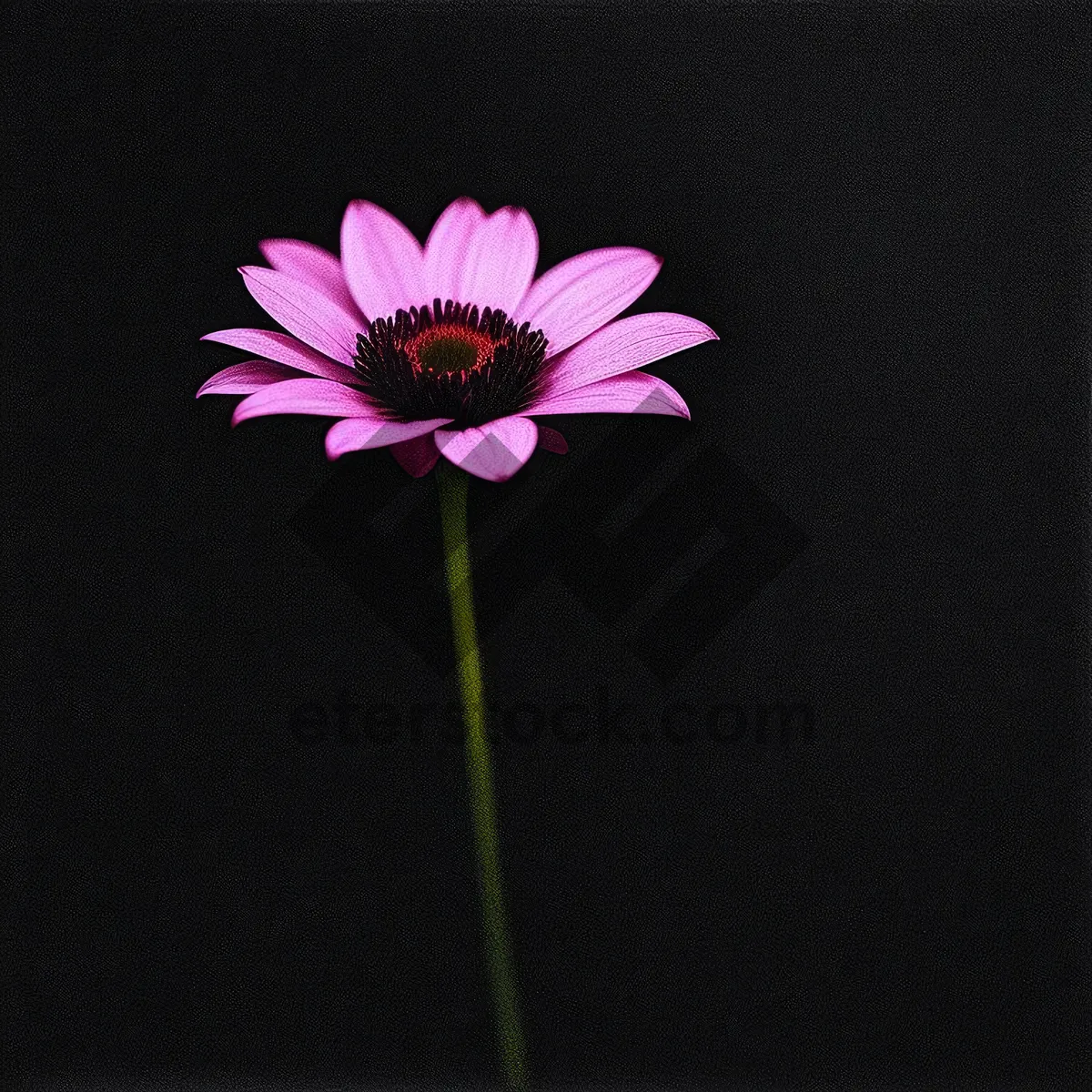 Picture of Vibrant Blooming Daisy in Pink - Floral Spring Blossom