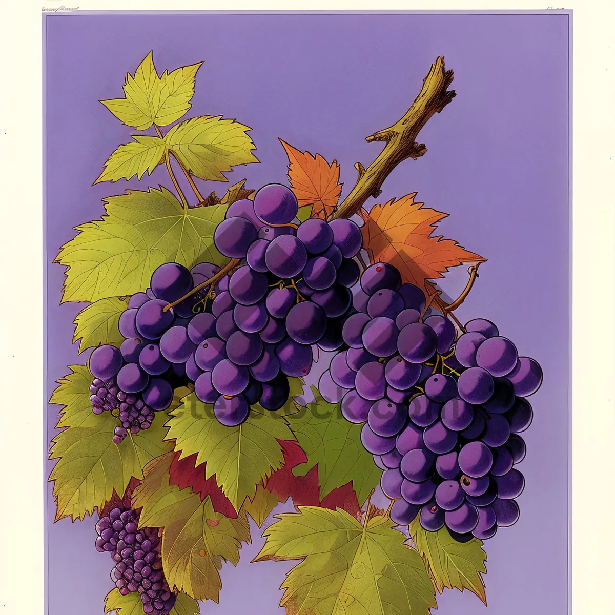 Picture of Juicy Autumn Harvest: Ripe Concord Grapes in a Vineyard