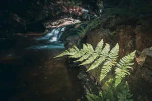 Tropical Rainforest River with Alligator and Ferns