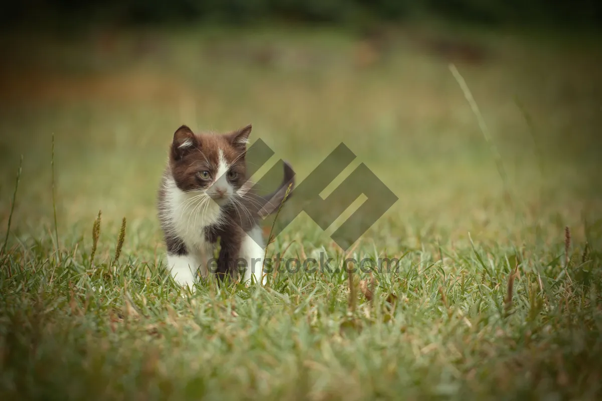 Picture of Adorable Curious Kitten with Big Beautiful Eyes