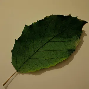 Vibrant Autumn Maple Leaf Closeup