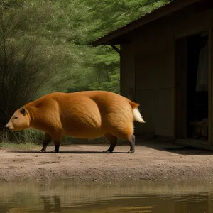 Wild boar grazing on grassy farm field