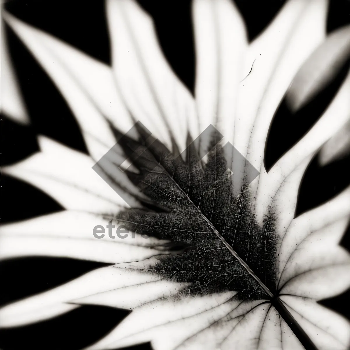 Picture of White Magnolia Blossom in a Garden