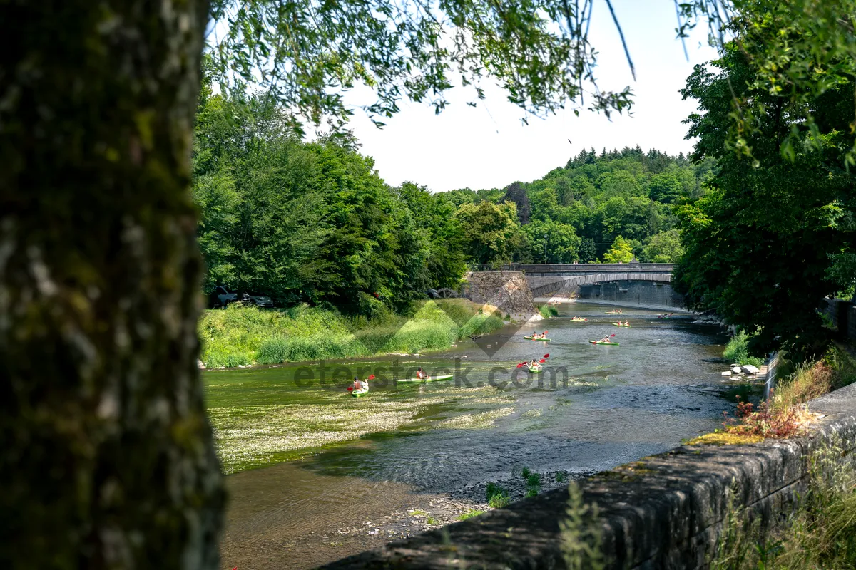 Picture of Scenic Lake in a Forest Park