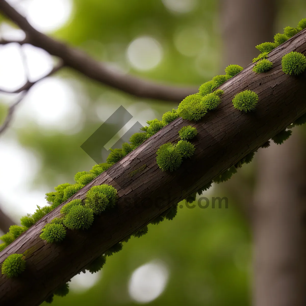 Picture of Green Lizard Camouflaged on Tree Branch in Forest