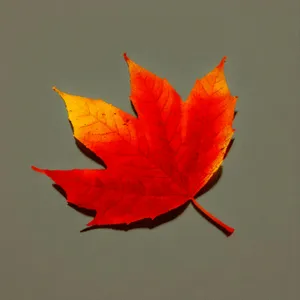 Vibrant Autumn Maple Leaf with Textured Foliage