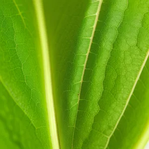 Vibrant Flora: Sprouting Leaf in Lush Garden