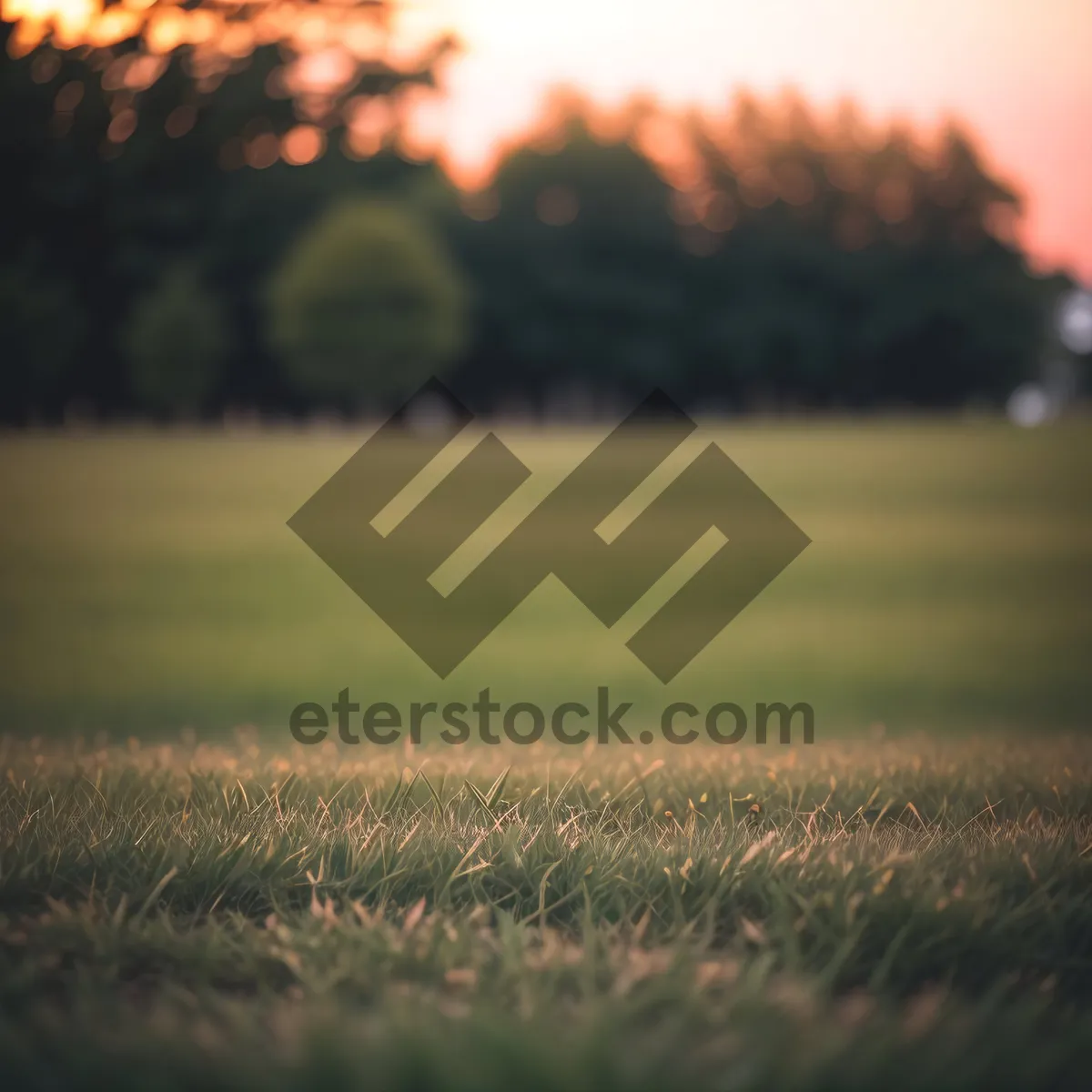 Picture of Serene Wheat Field Under Sunny Skies