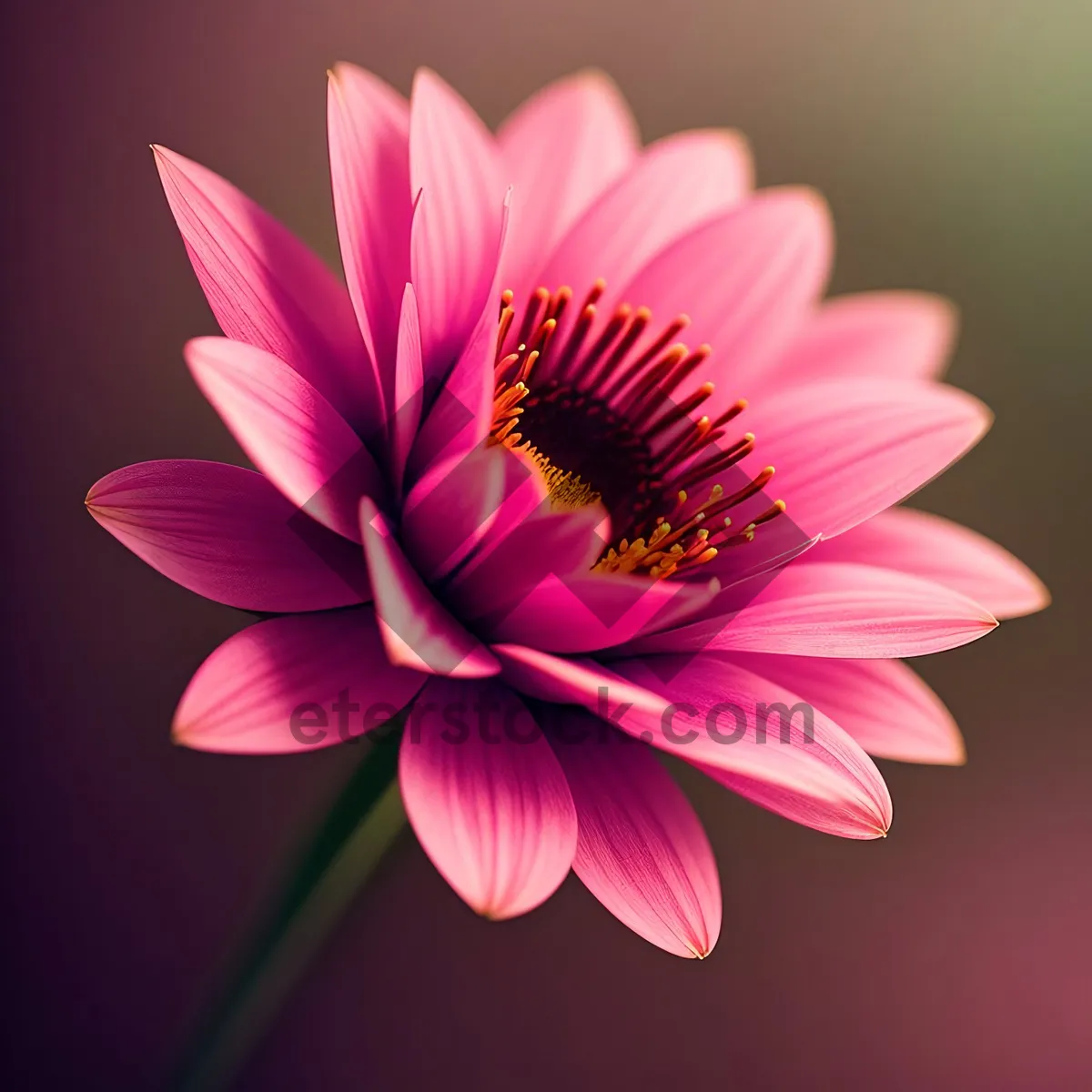 Picture of Blooming Pink Daisy - Floral Perfection in Spring