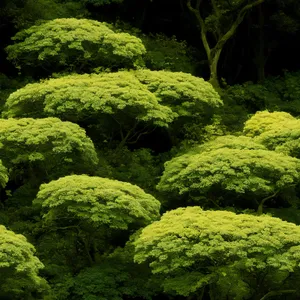 Idyllic Summer Landscape with Majestic Trees and Water