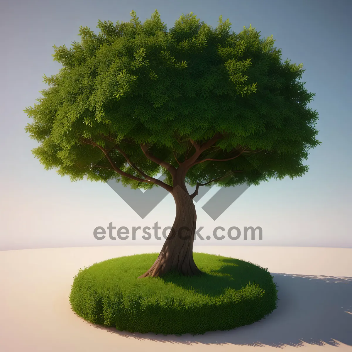 Picture of Evergreen Bonsai Tree in Forest