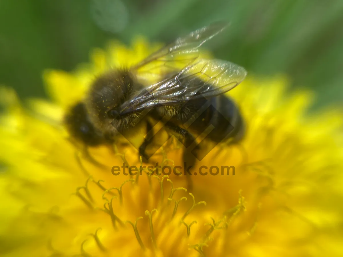 Picture of A bee collects pollen on a flower