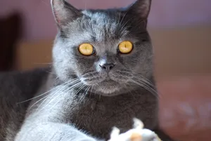 Fluffy Gray Kitten with Playful Eyes