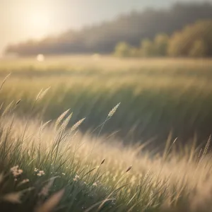 Golden Wheat Fields Under a Sunny Sky