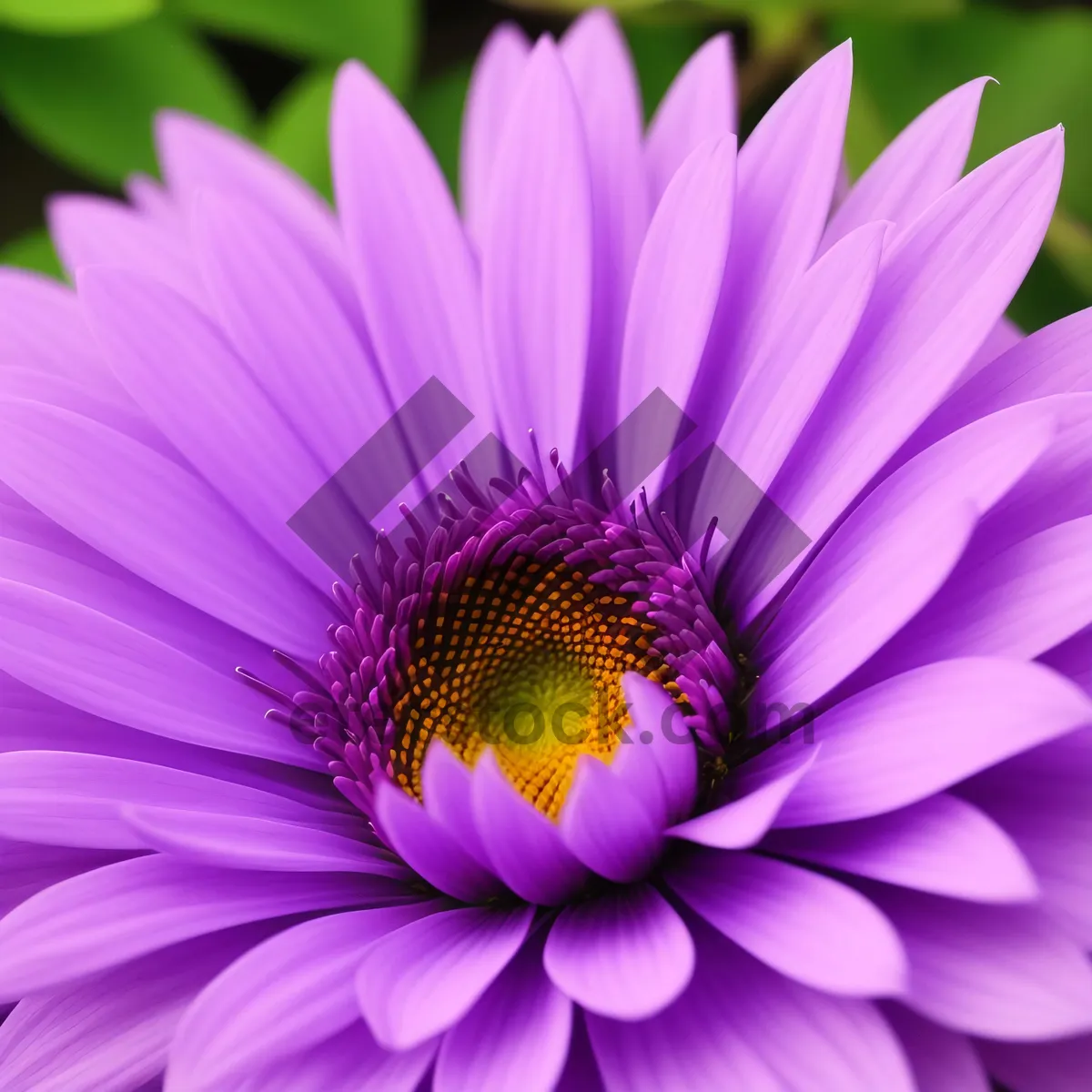 Picture of Vibrant Pink Daisy Blossom in Full Bloom