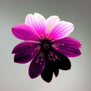 Pretty Pink Mallow Blossom in Garden