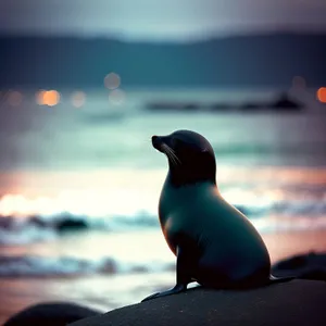 Auk Seabird in Ocean with Beak and Feather