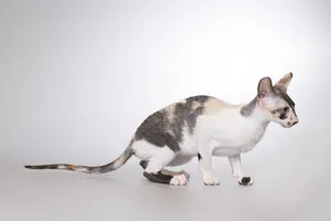 Cute Gray Kitty with Fluffy Tail and Whiskers