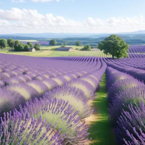 Vibrant Lavender Blooms in Serene Countryside Landscape