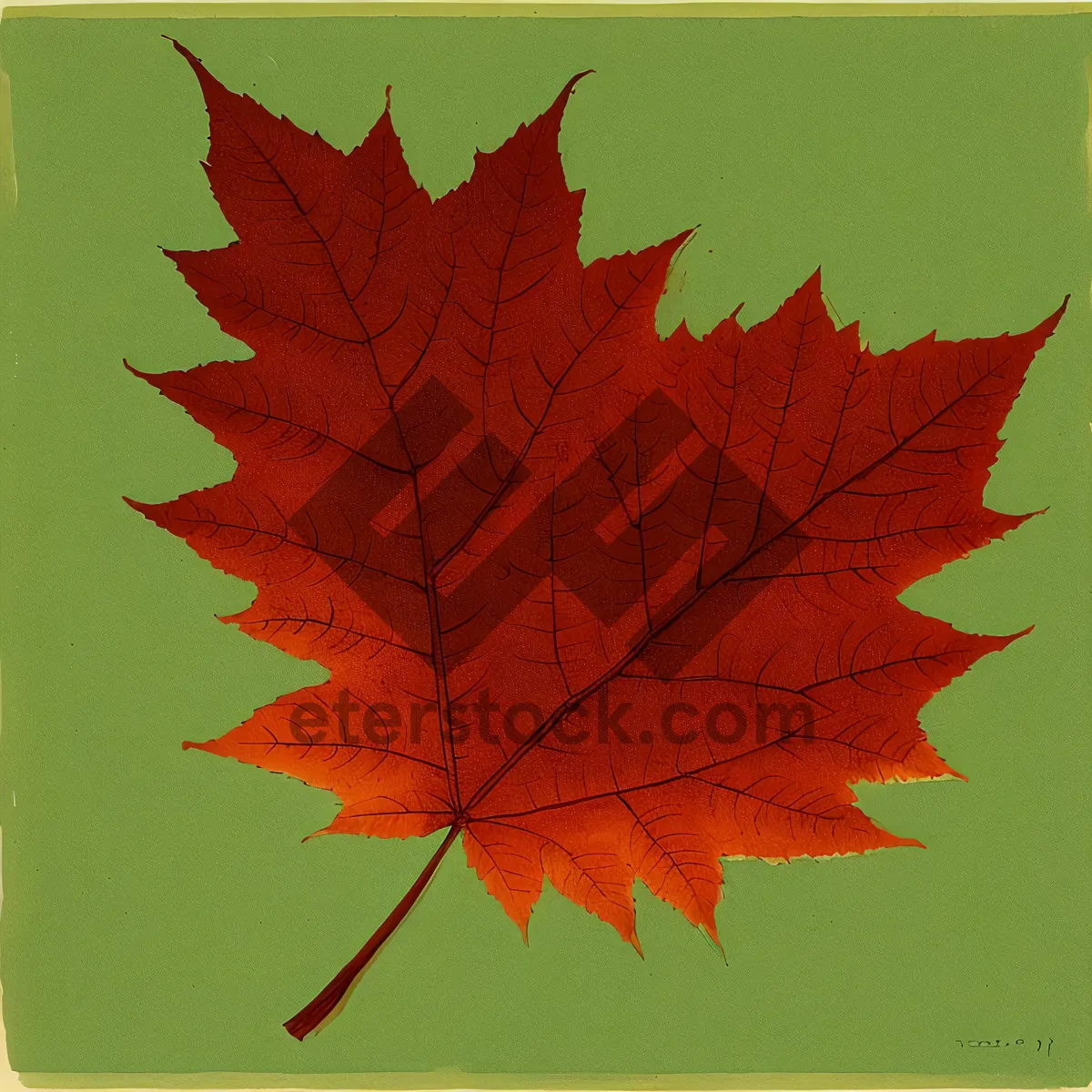 Picture of Vibrant Autumn Foliage - Maple Leaf in Golden hues