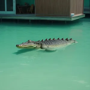 Tropical Ocean Adventure: Alligator and Shark Encounter