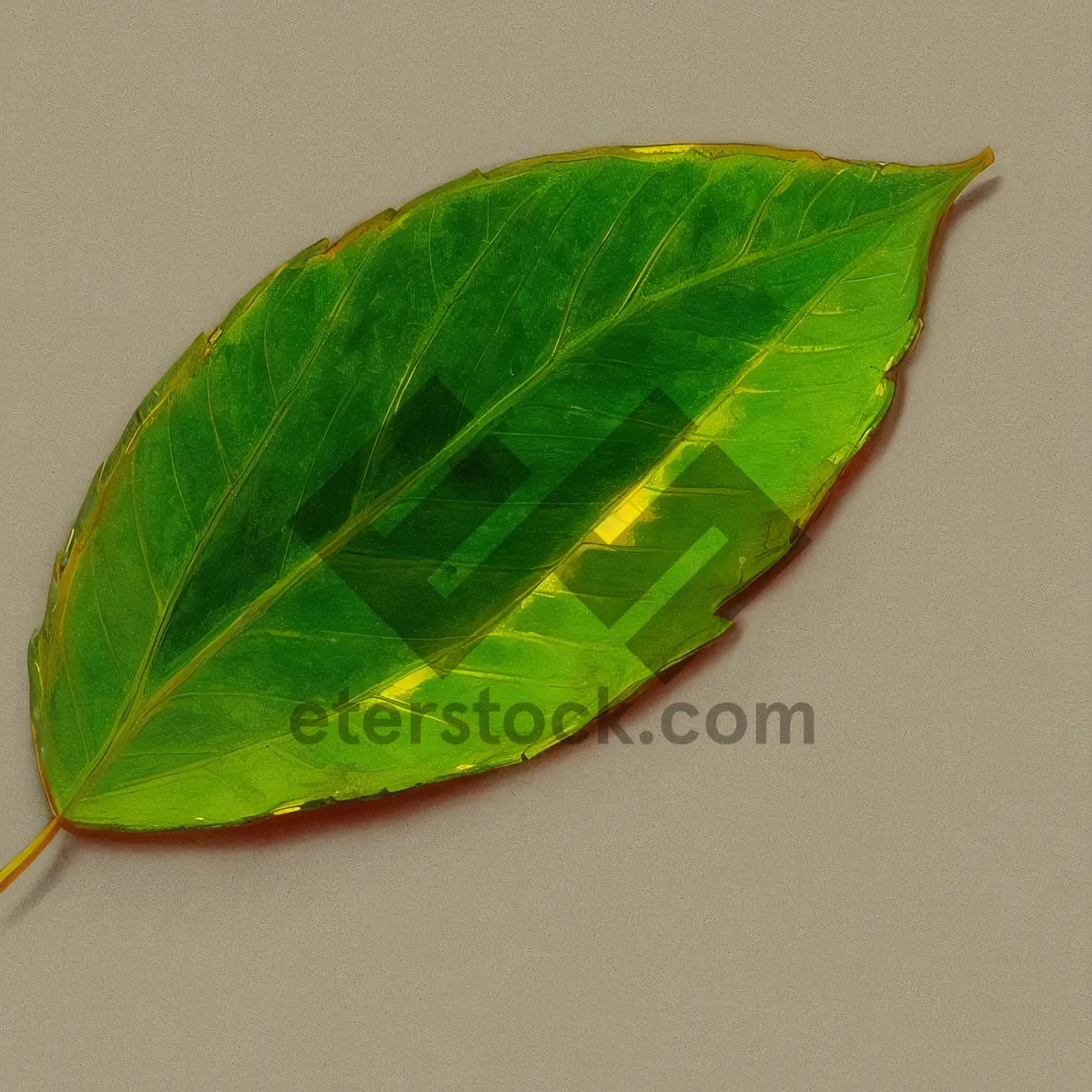 Picture of Lush Fig Tree Leaves in Vibrant Garden