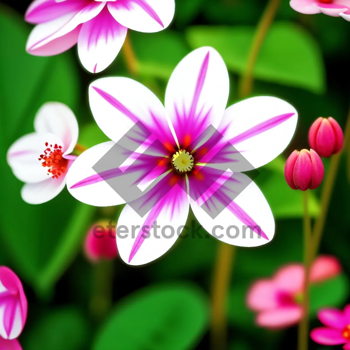 Picture of Colorful Spring Tulip Blossom in Garden