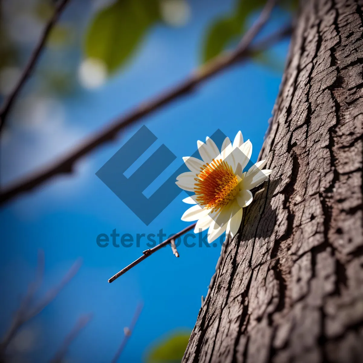 Picture of Yellow Chamomile Blossom in a Meadow