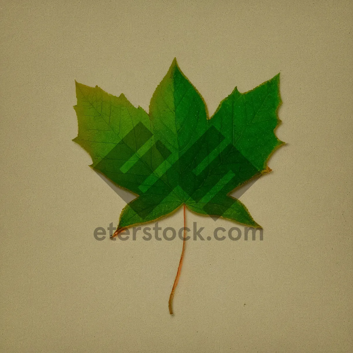 Picture of Vibrant Maple Leaf in Fresh Spring Foliage