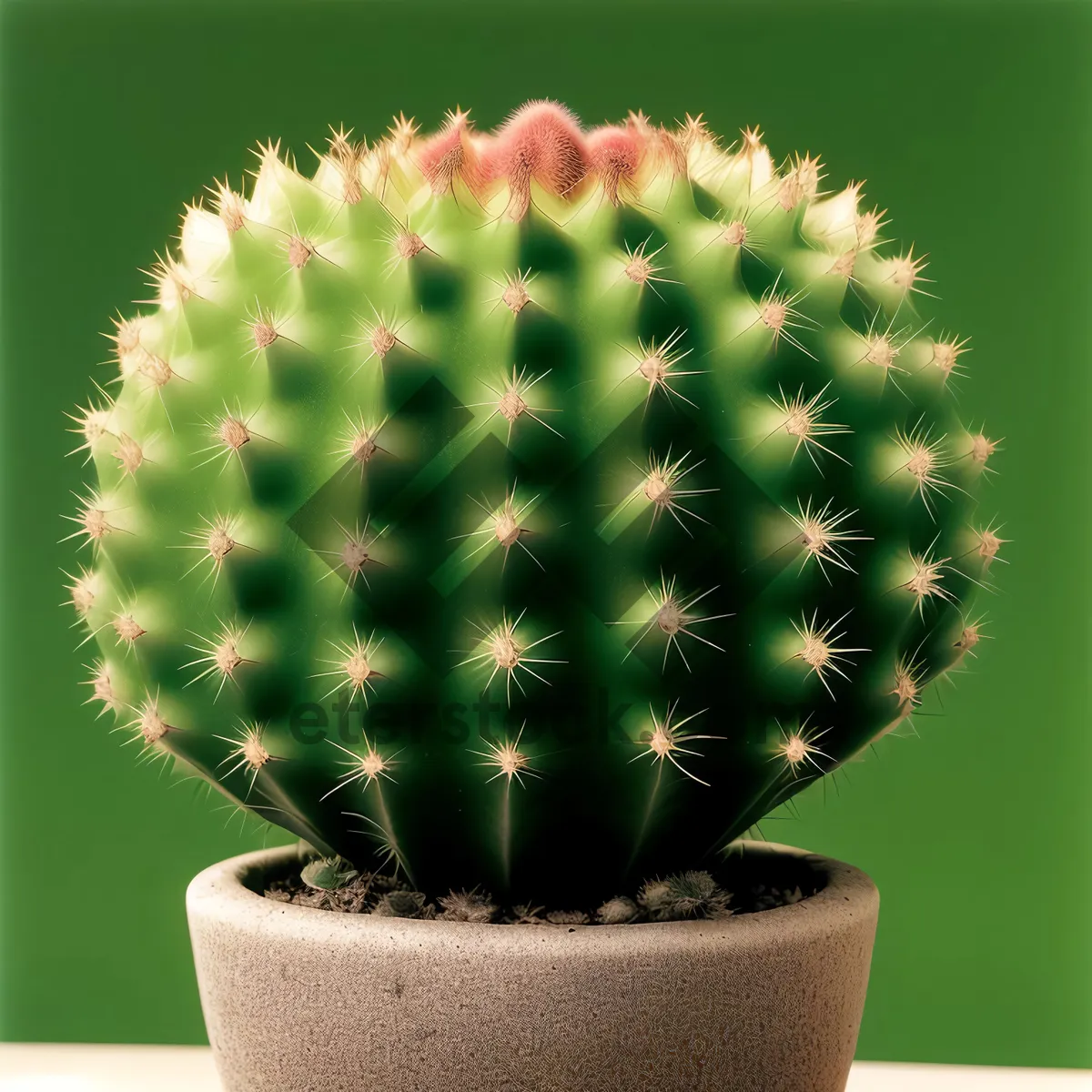 Picture of Prickly Flora: Desert Cactus in a Pot