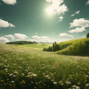 Serene Meadowscape with Cow Parsley and Rolling Hills