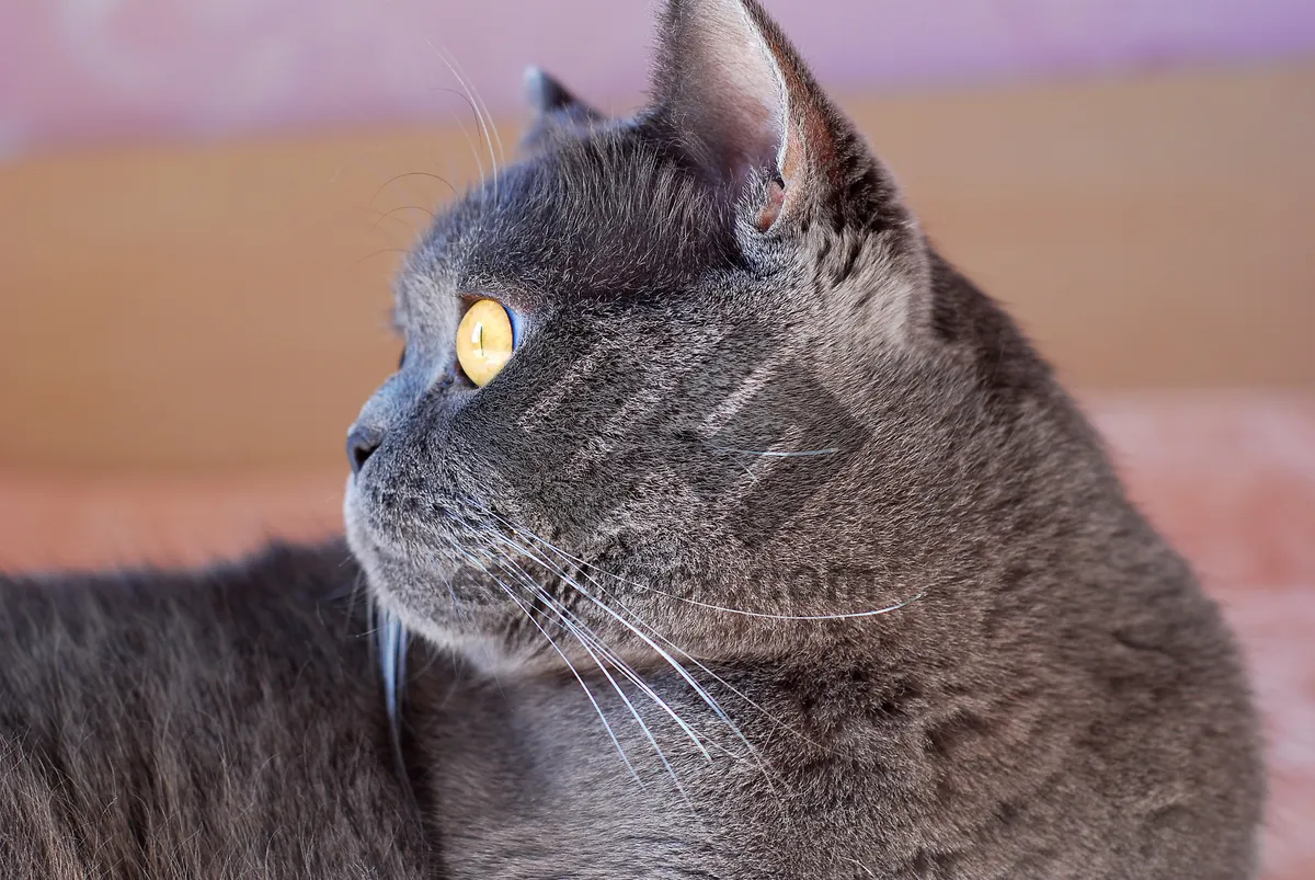 Picture of Gray tabby kitten with curious eyes and whiskers.